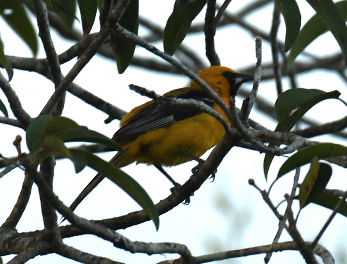 Orange Oriole - ML639628580