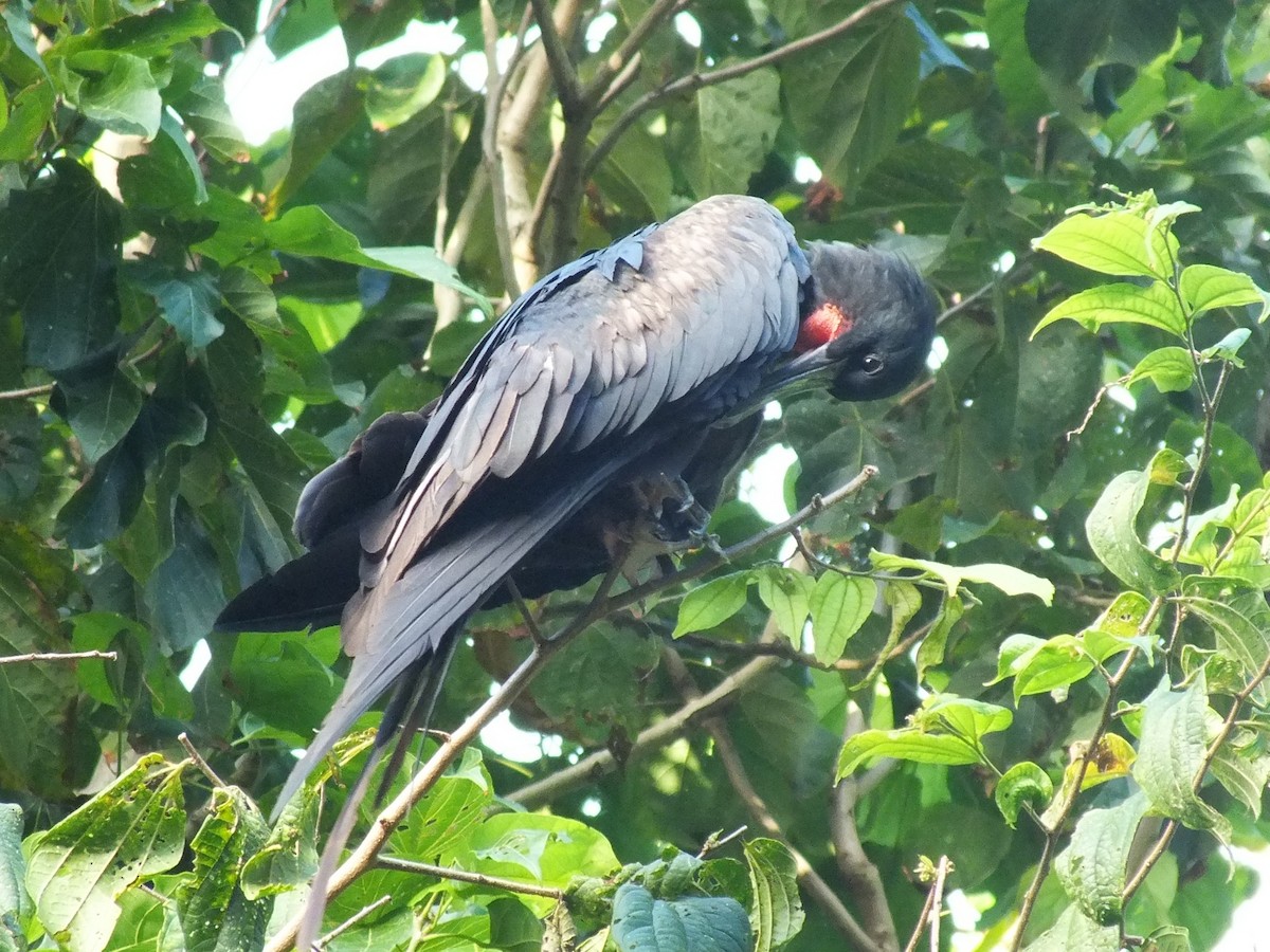 Great Frigatebird - ML639628583