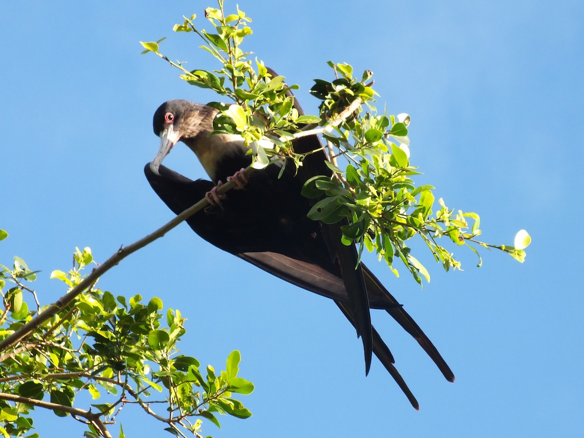 Great Frigatebird - ML639628584
