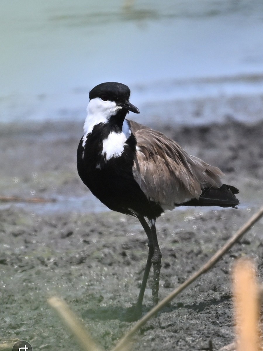 Spur-winged Lapwing - ML639628600