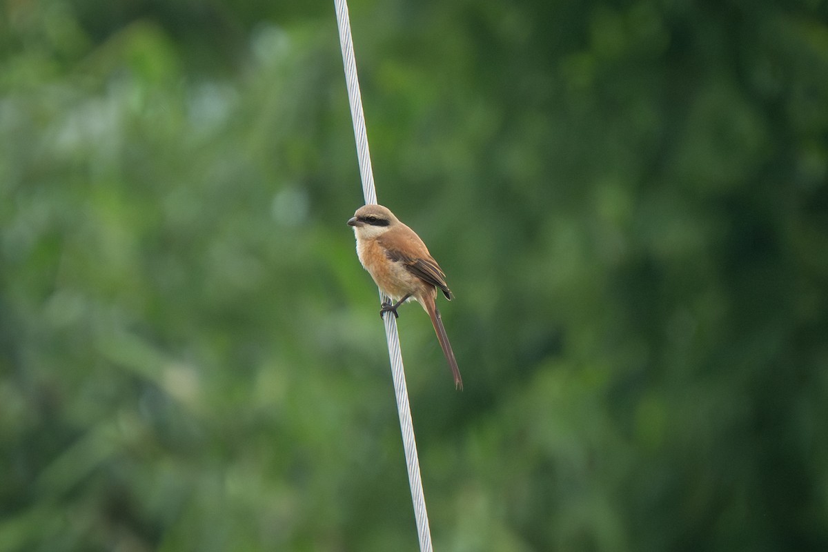 Brown Shrike - ML639628602
