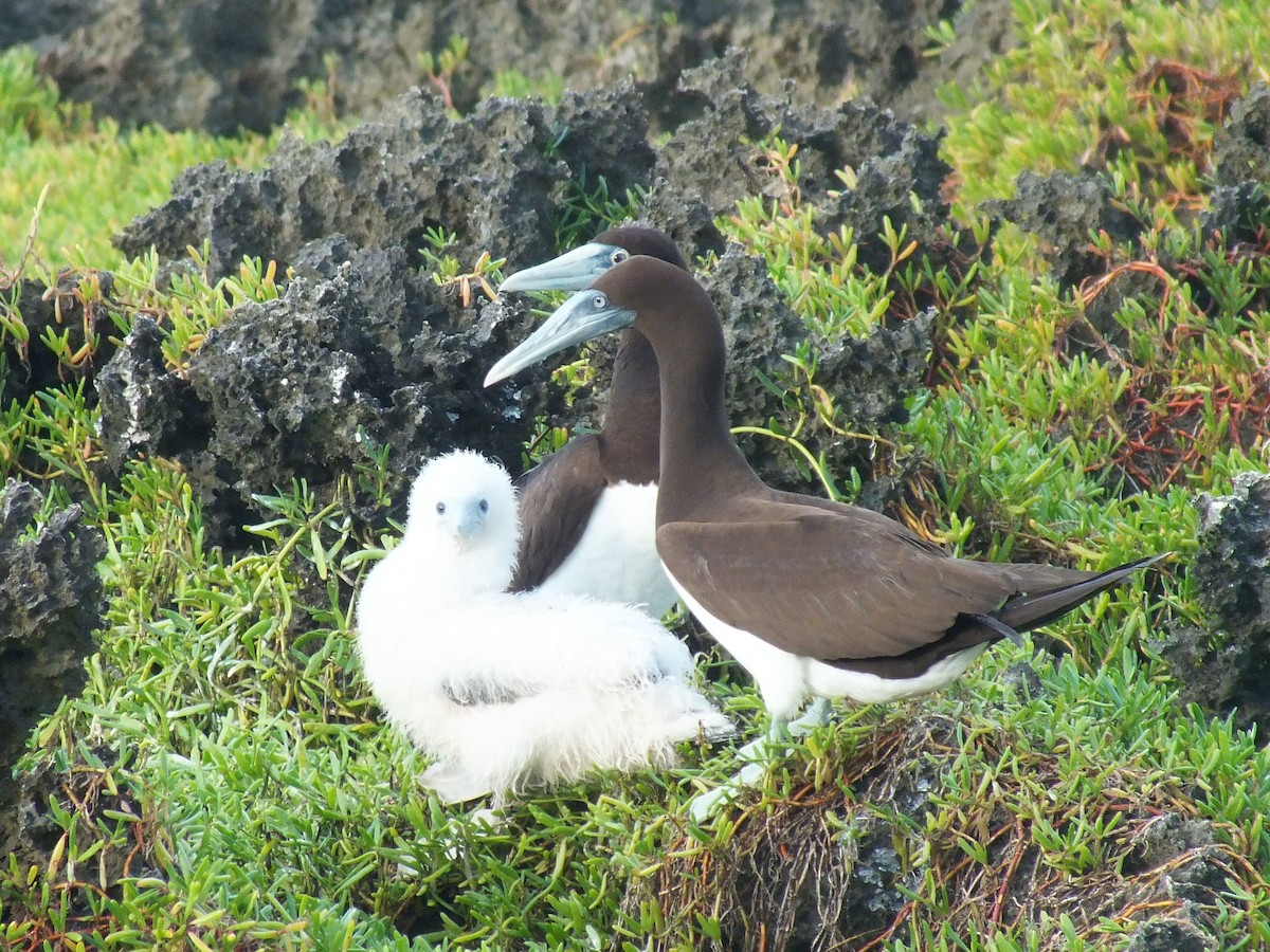 Brown Booby - ML639628607