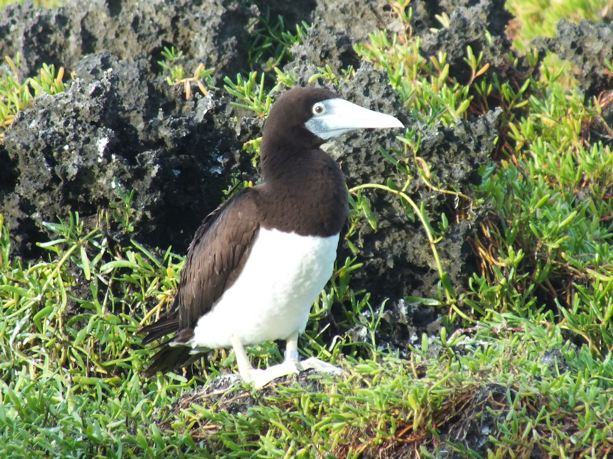 Brown Booby - ML639628608