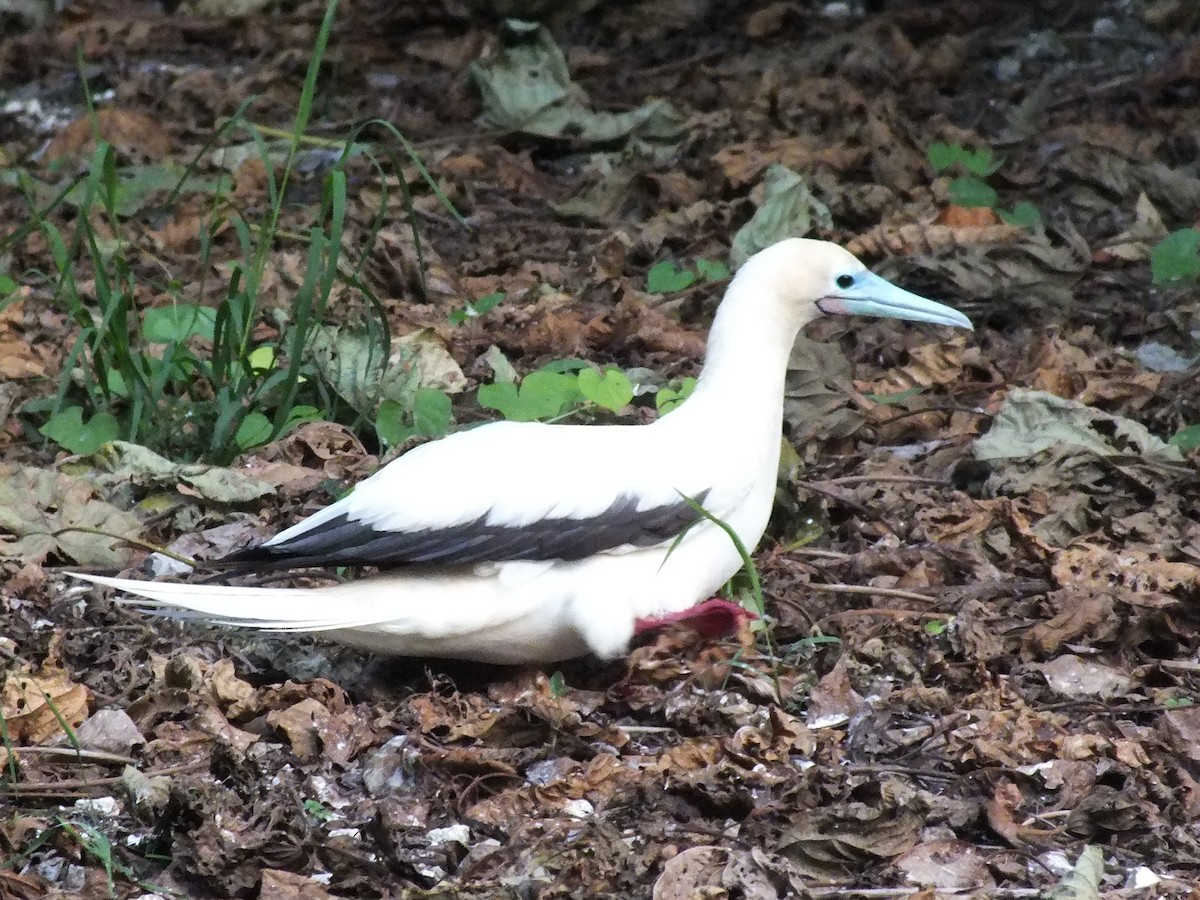 Red-footed Booby - ML639628619