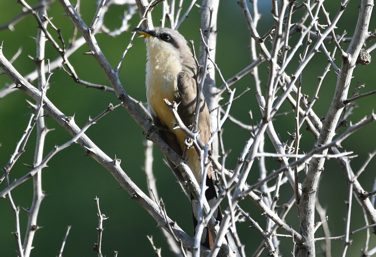 Mangrove Cuckoo - ML639628628