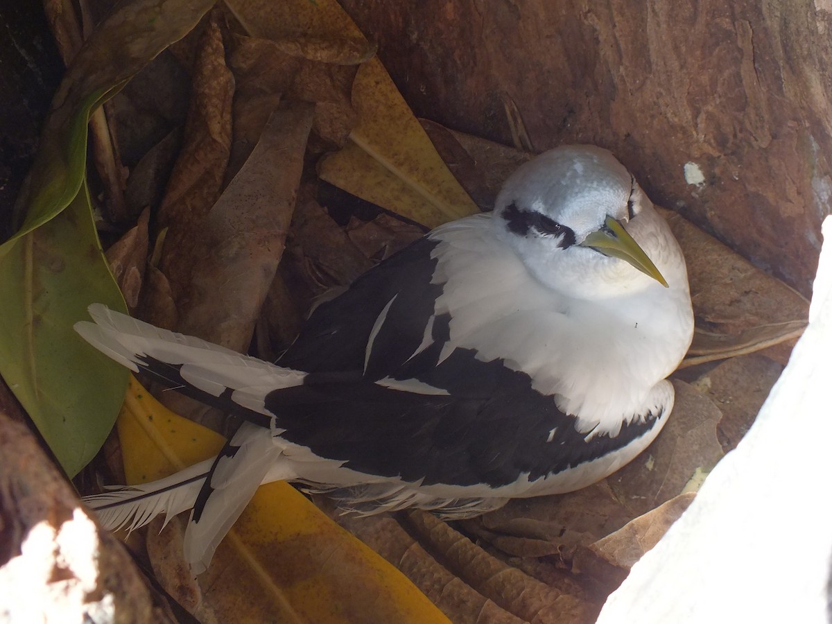 White-tailed Tropicbird - ML639628643