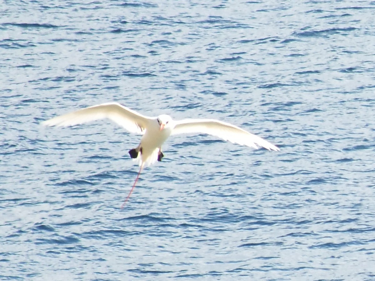 Red-tailed Tropicbird - ML639628655