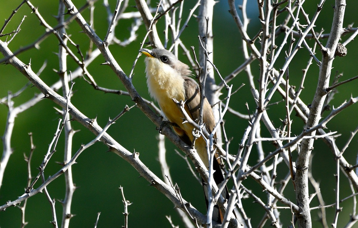 Mangrove Cuckoo - ML639628660