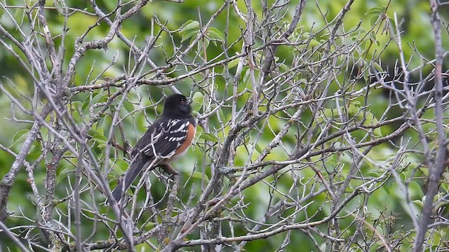 Spotted Towhee - ML639628665