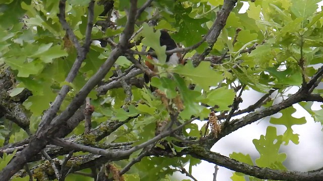Spotted Towhee - ML639628669