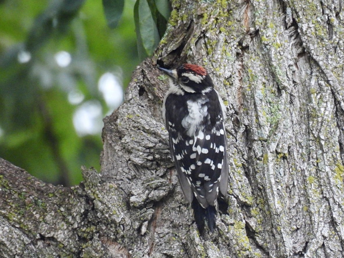 Downy Woodpecker - ML639628764