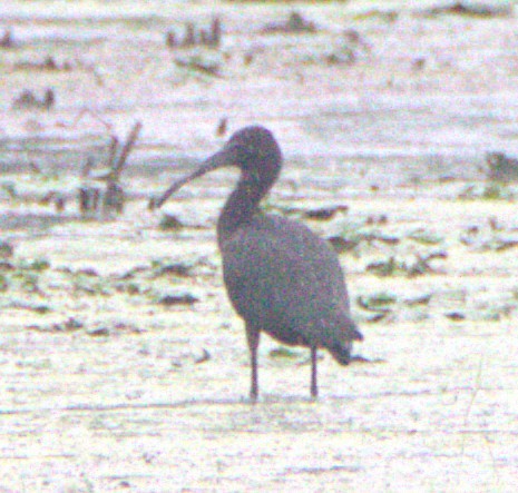Glossy Ibis - ML639628852