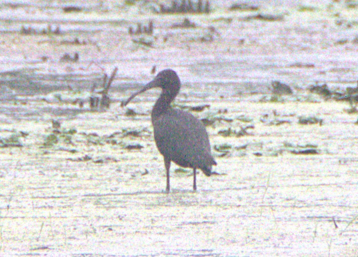 Glossy Ibis - ML639628853