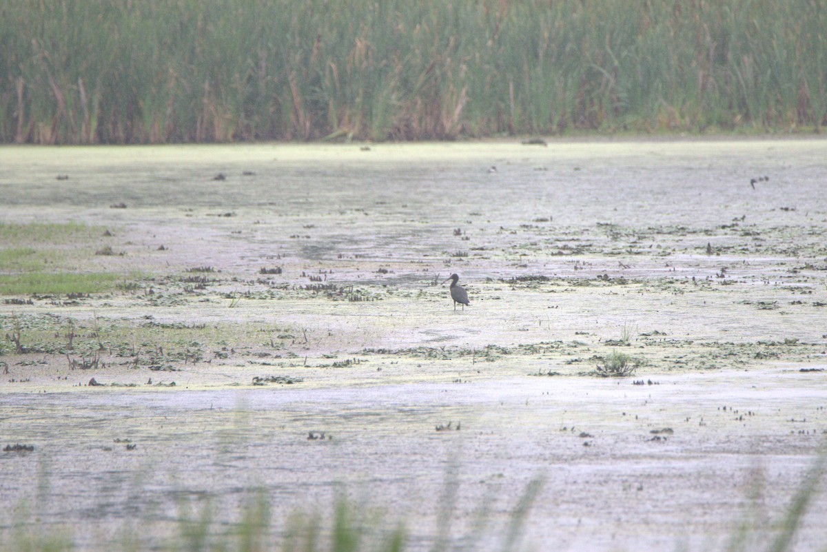 Glossy Ibis - ML639628854