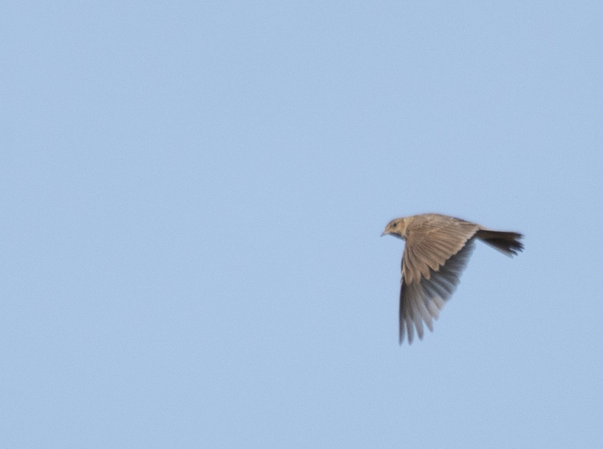 Eurasian Skylark - ML639628862