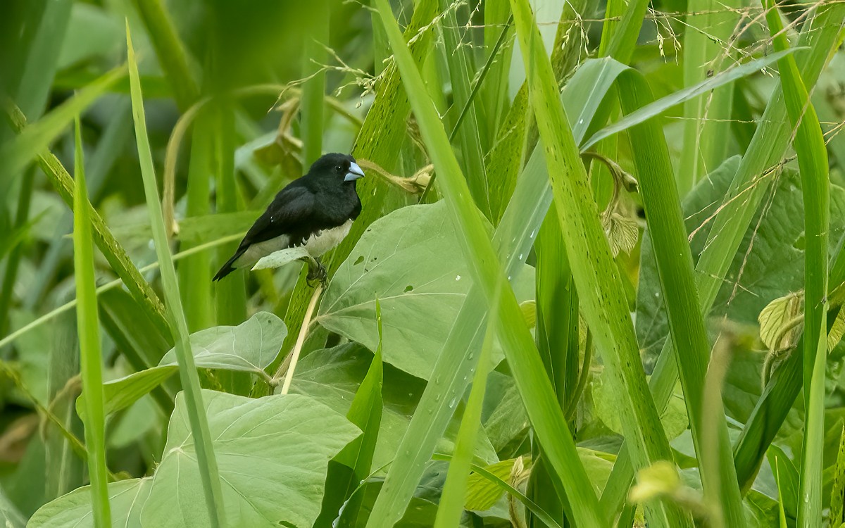 Alaca Munya (bicolor/poensis) - ML639628922
