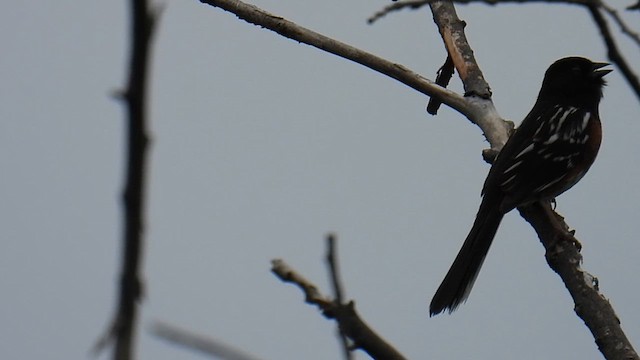 Spotted Towhee - ML639628945