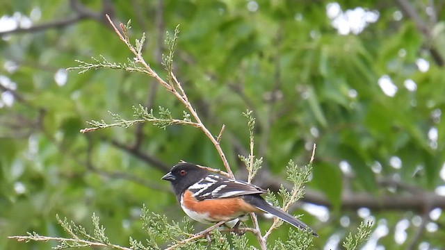 Spotted Towhee - ML639628946