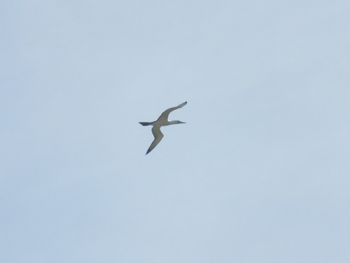 Abbott's Booby - ML639628981