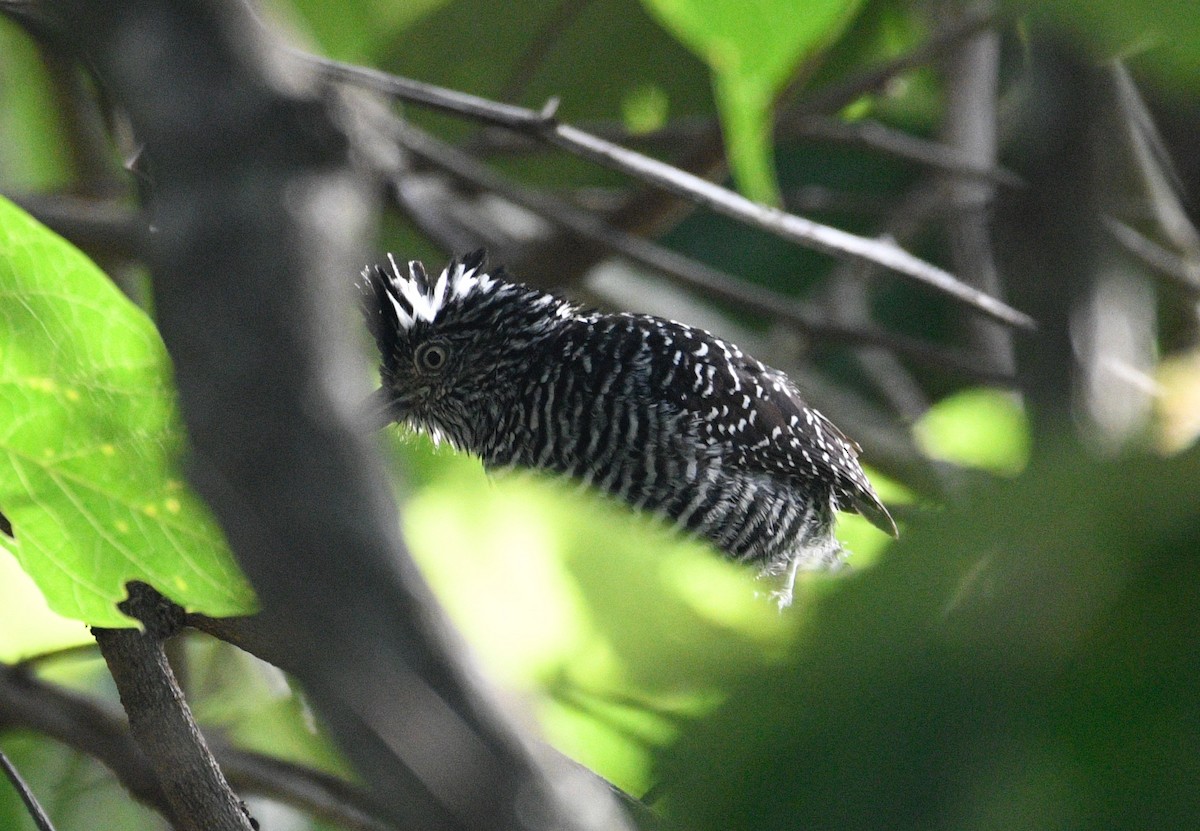Barred Antshrike - ML639628984
