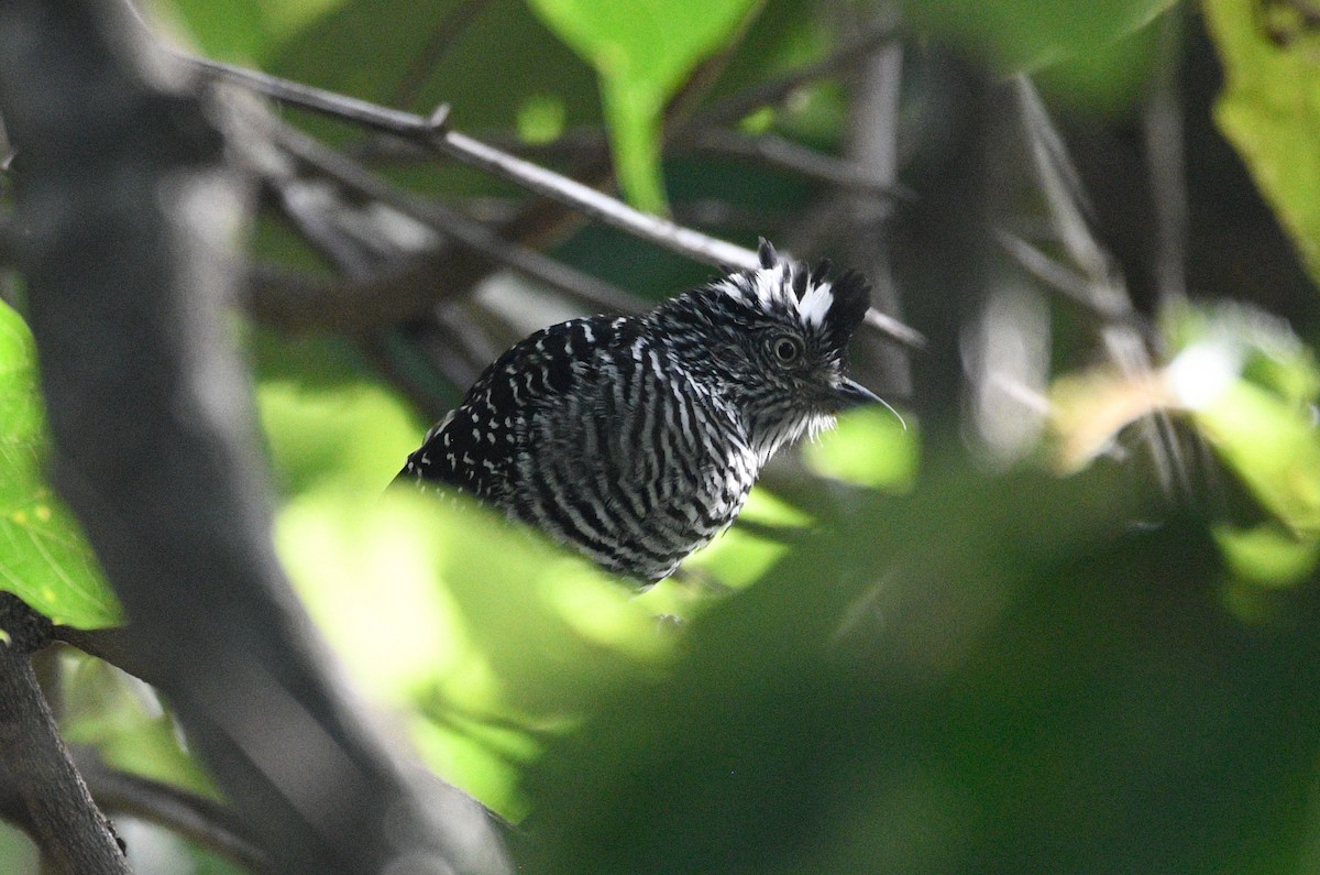 Barred Antshrike - ML639628985