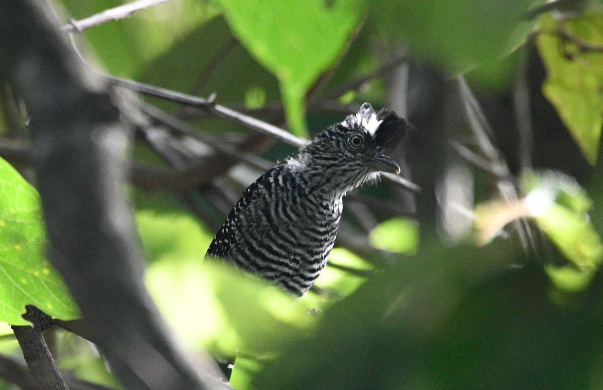 Barred Antshrike - ML639628986