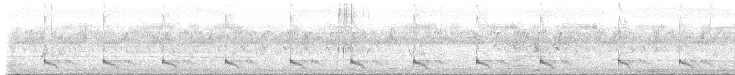 Pied Cuckoo - ML639629039
