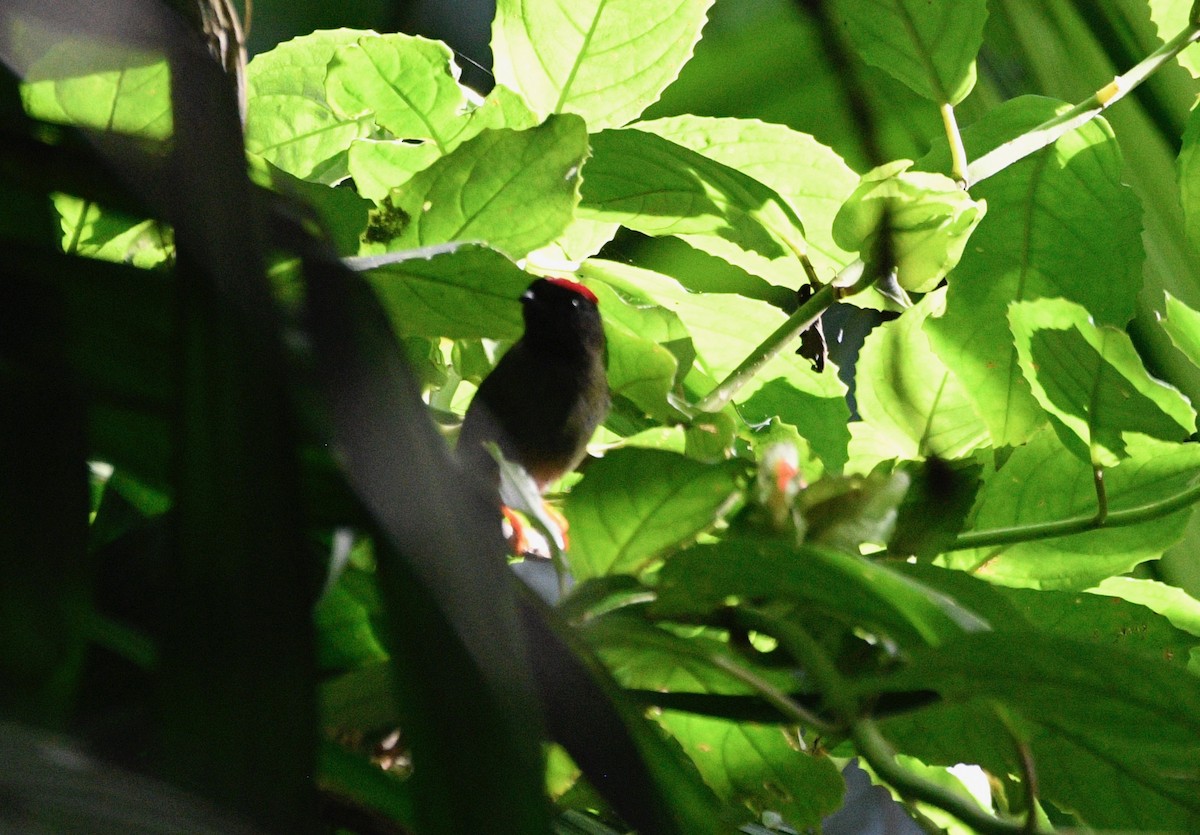 Long-tailed Manakin - ML639629046