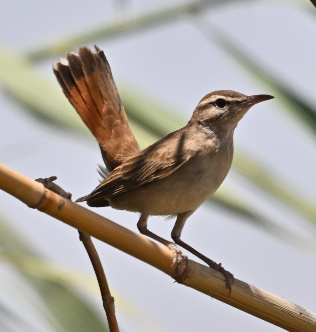 Rufous-tailed Scrub-Robin - ML639629062