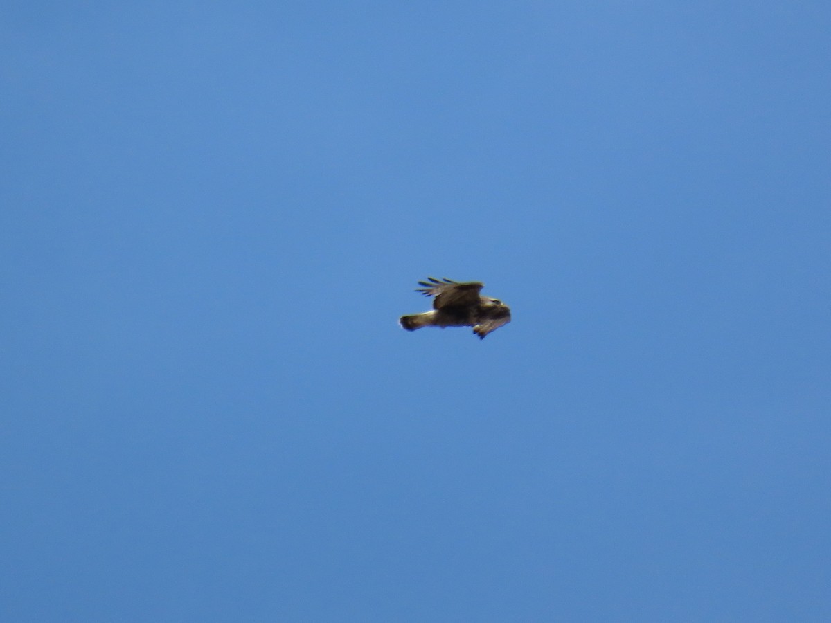 Rough-legged Hawk - ML639629105