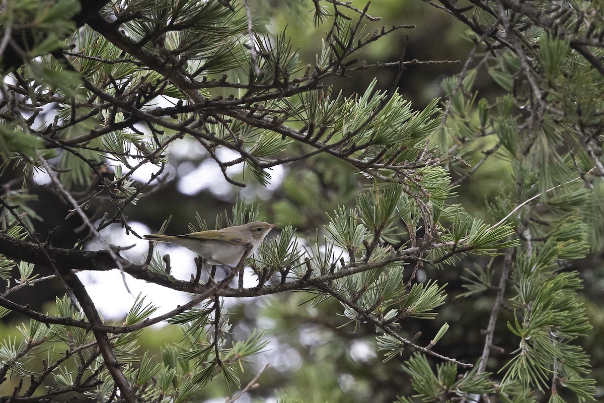 Mosquitero Papialbo - ML639629115