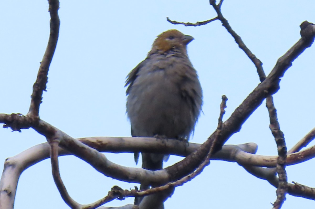 Pine Grosbeak - ML639629116