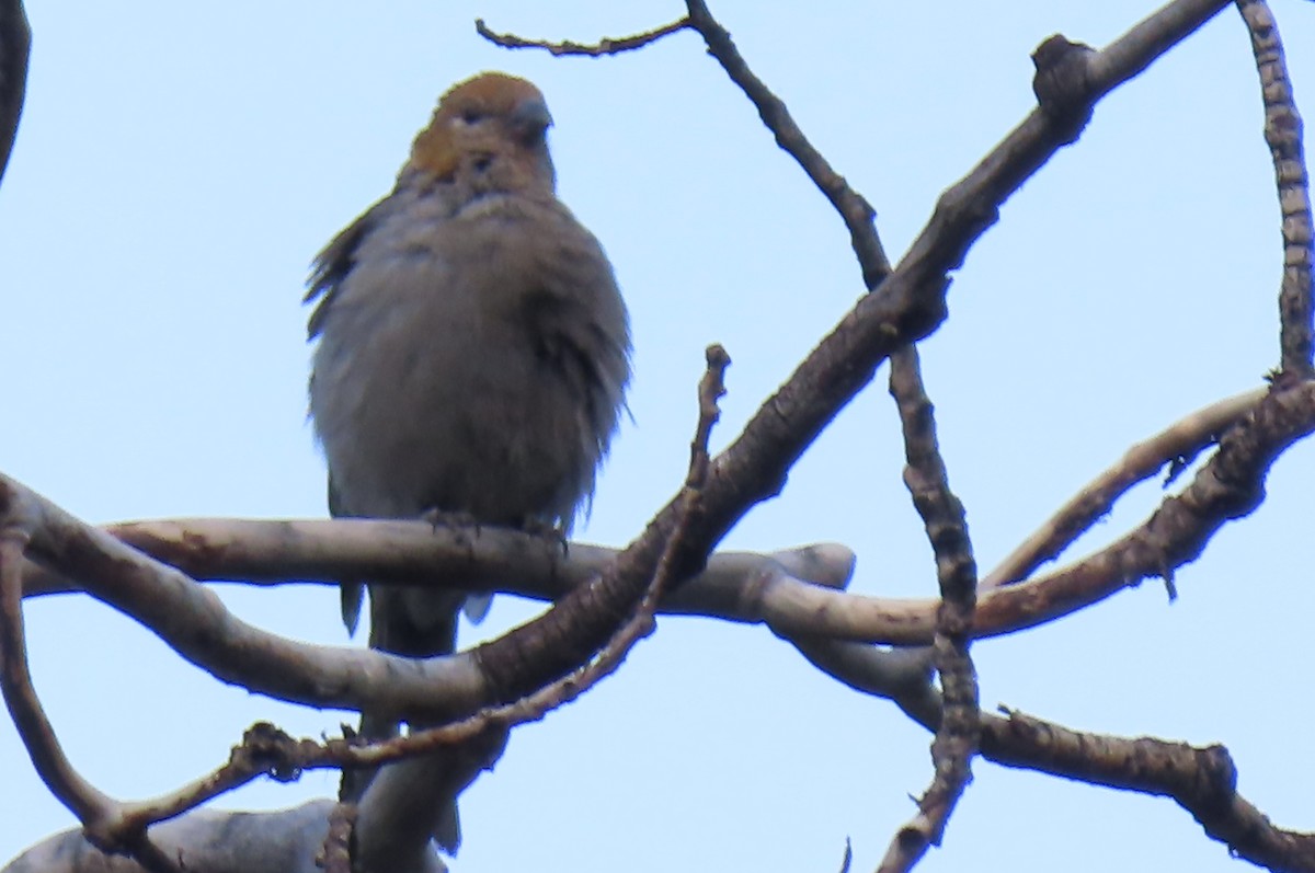 Pine Grosbeak - ML639629117