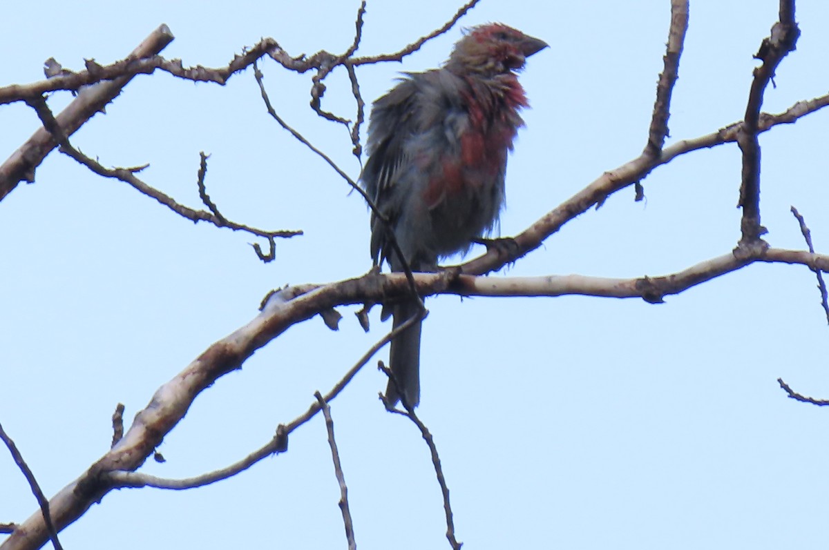 Pine Grosbeak - ML639629118