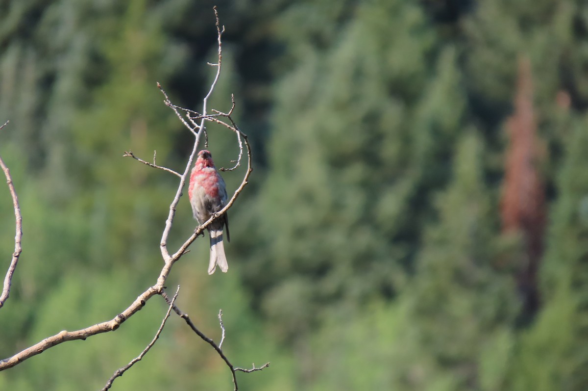 Pine Grosbeak - ML639629120