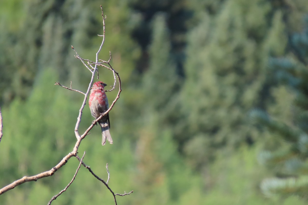 Pine Grosbeak - ML639629121