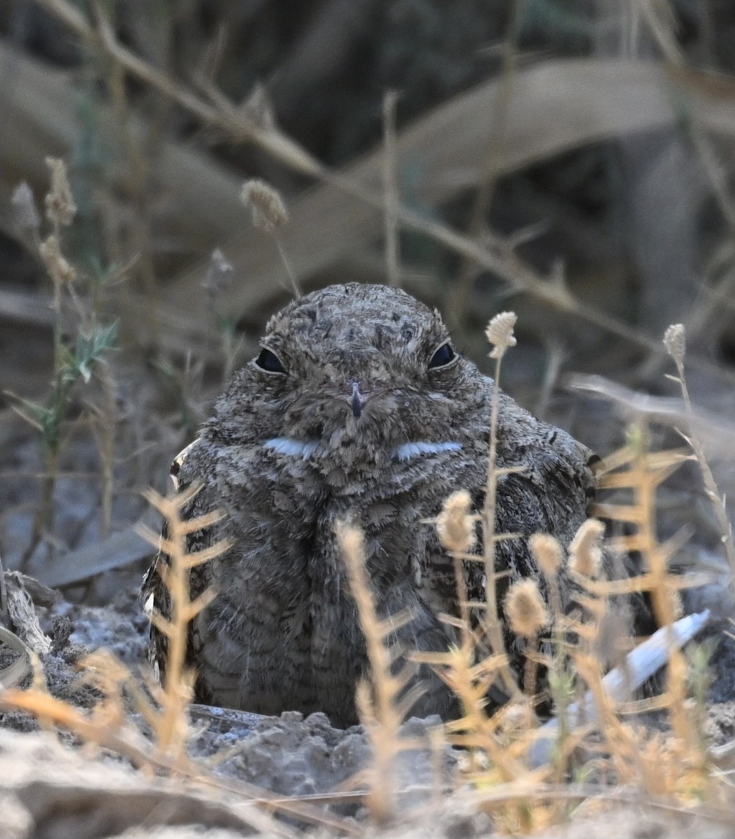 Egyptian Nightjar - ML639629134