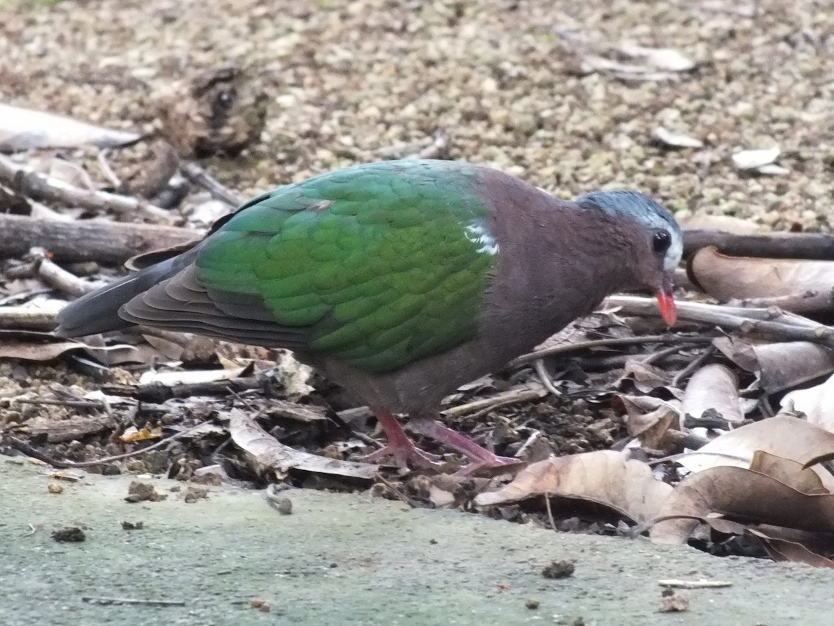 Asian Emerald Dove - ML639629173