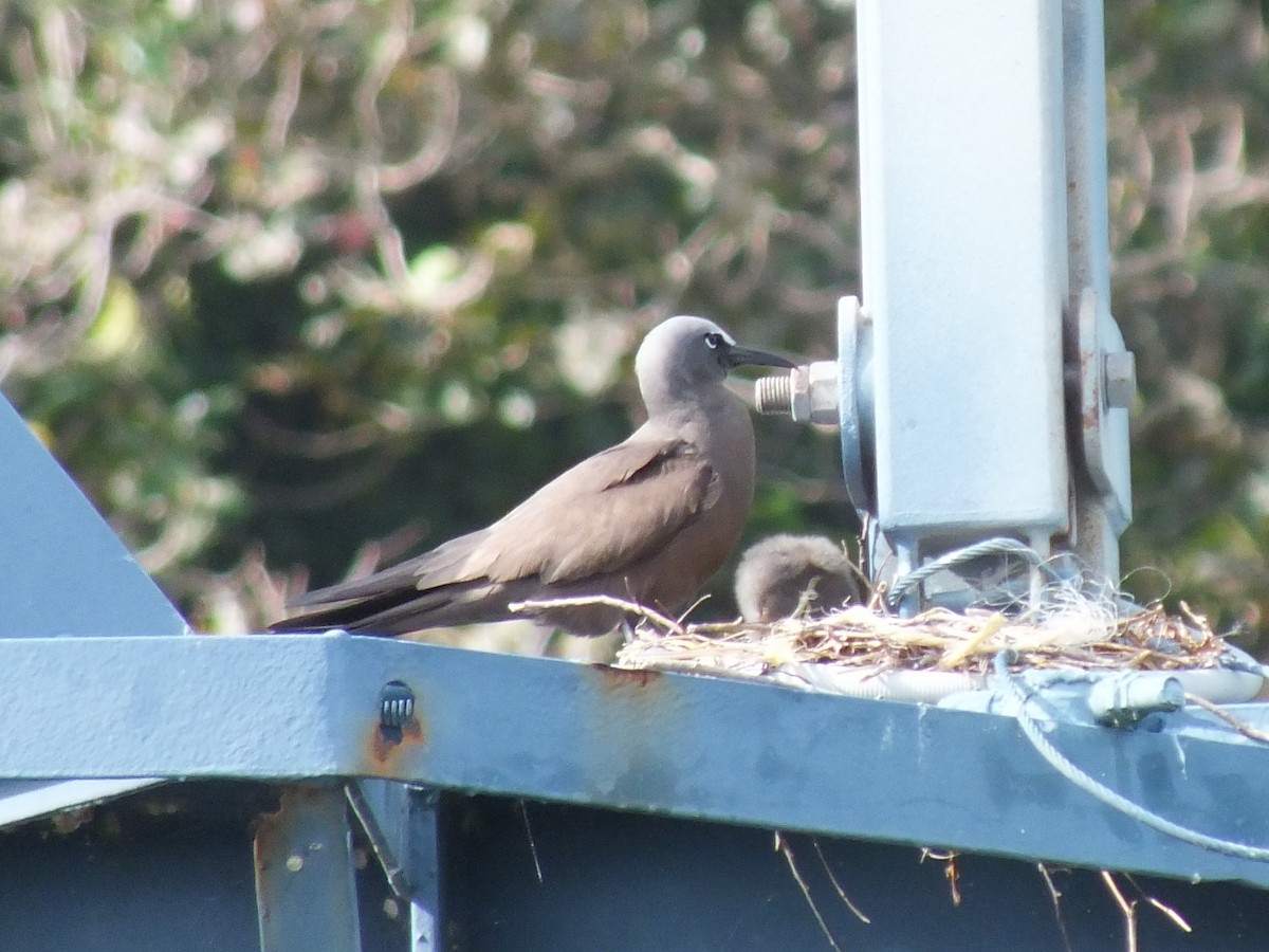 Brown Noddy - ML639629176