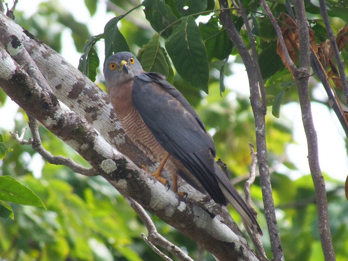 Brown Goshawk - ML639629187