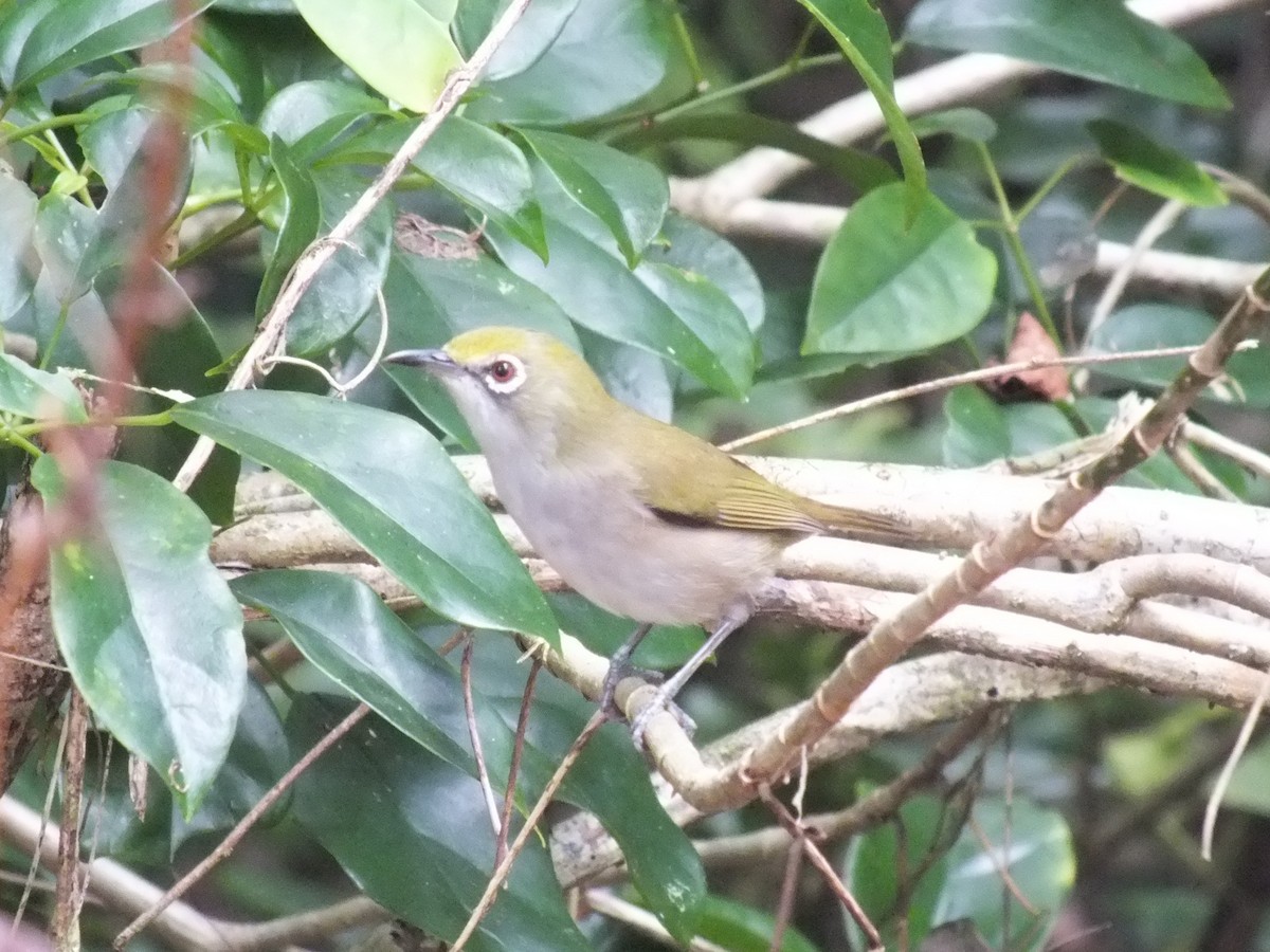 Christmas Island White-eye - ML639629192