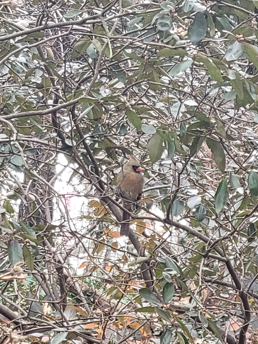 Northern Cardinal - ML639629208