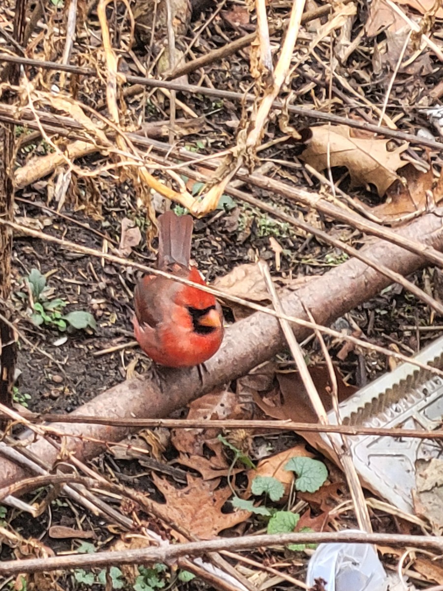 Northern Cardinal - ML639629228