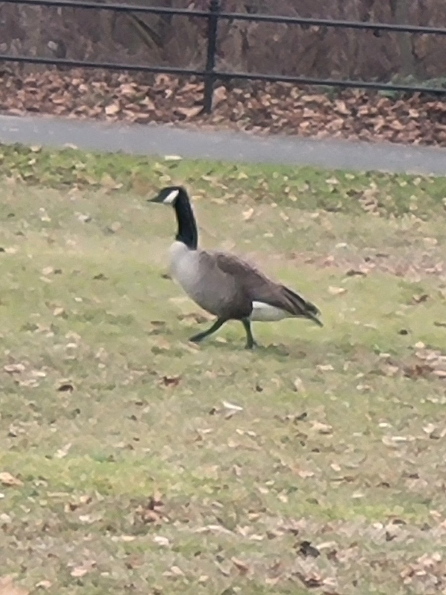 Canada Goose - ML639629235