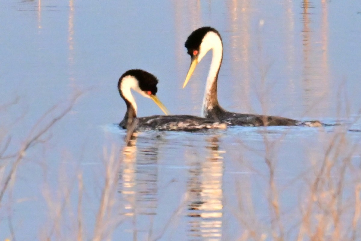 Western Grebe - ML639629241
