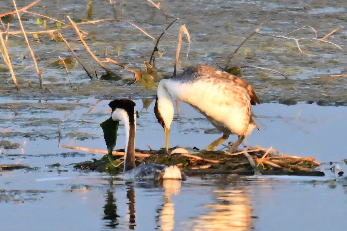 Western Grebe - ML639629242