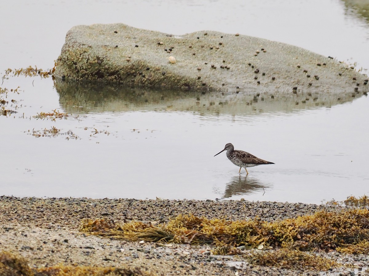 Greater Yellowlegs - ML639629252