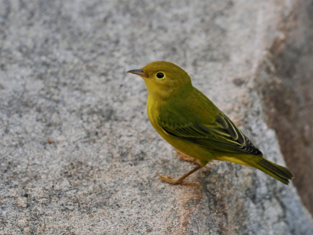 Yellow Warbler (Northern) - ML639629260