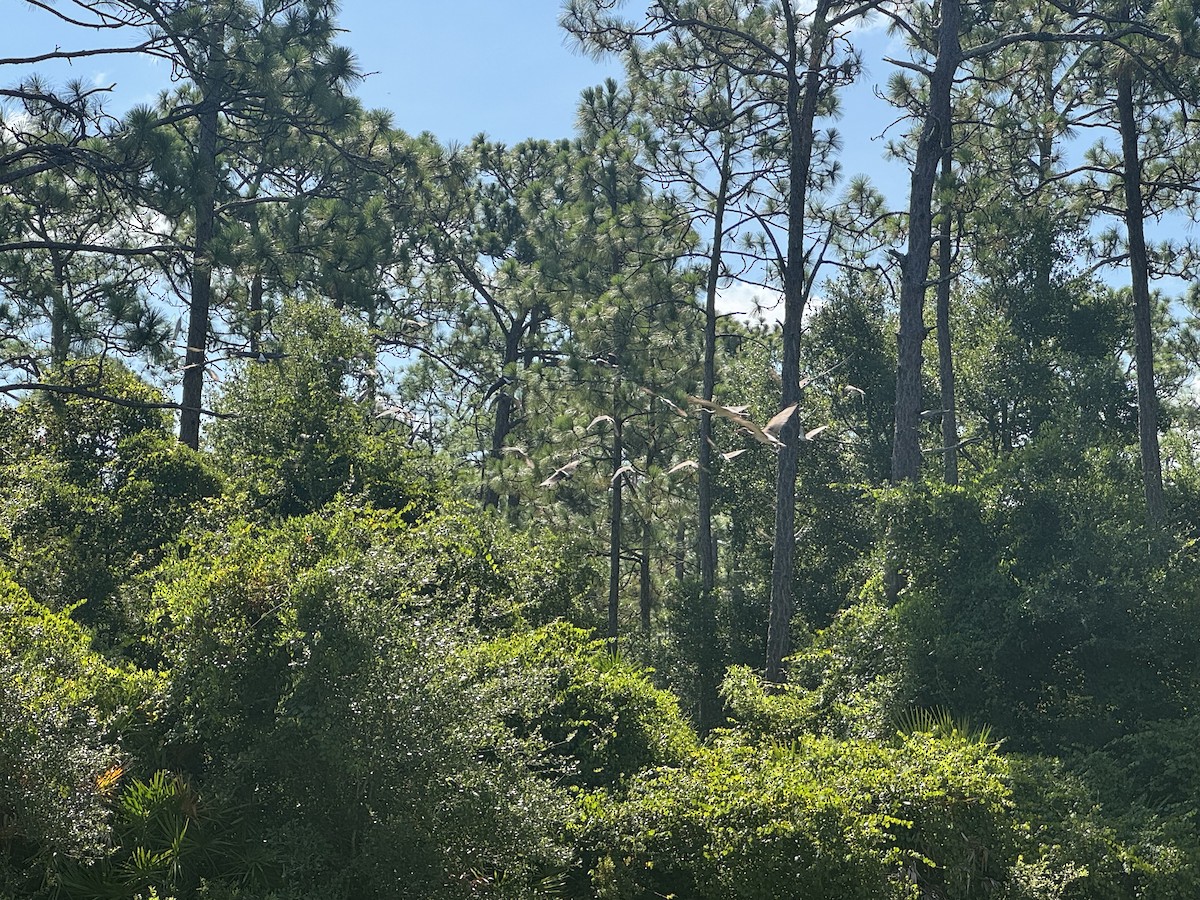 White Ibis - ML639629261
