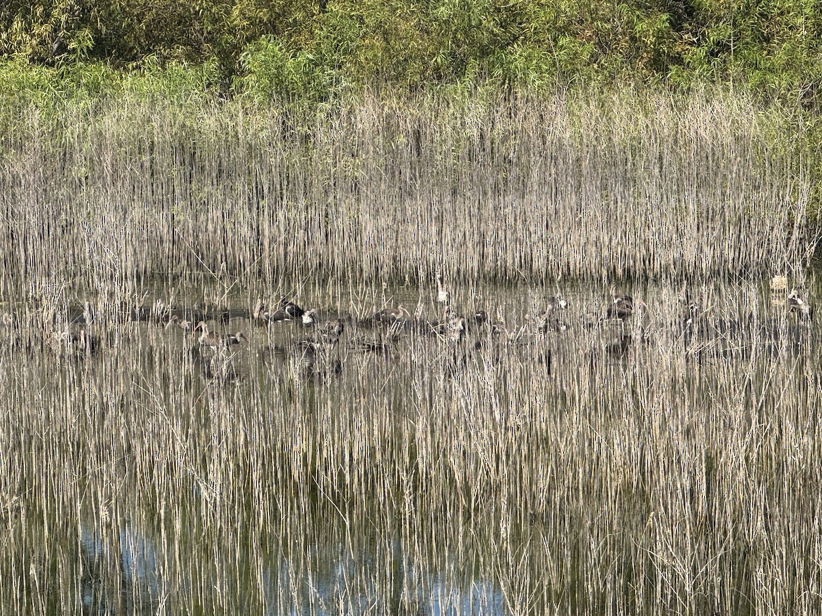 White Ibis - ML639629262